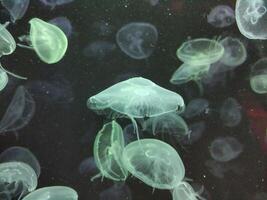 Silent Drifters Jellyfish in Moonlight photo
