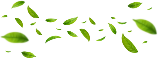 Realistic green tea leaves png