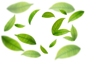 Realistic green tea leaves in motion png