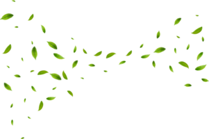 Realistic green tea leaves png