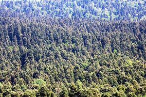 Pine trees in the forest. Bolu,Turkey photo