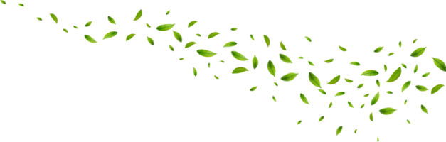 Realistic green tea leaves png