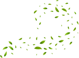 Realistic green tea leaves png