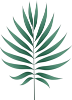 Jungle exotic leaf. tropical leaves png