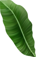 Jungle exotic leaf. tropical leaves png