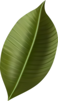 Jungle exotic leaf. tropical leaves png