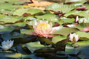 Colorful lotus flower above the lake. Nelumbo is a genus of aquatic plants with large, showy flowers. photo