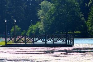 Observation post made of wood in the forest and lake photo