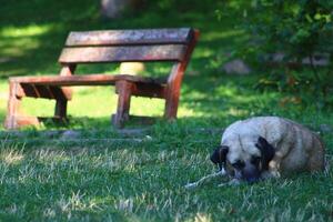 Dog lying on the ground in the forest photo