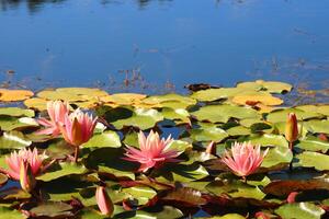 Colorful lotus flower above the lake. Nelumbo is a genus of aquatic plants with large, showy flowers. photo