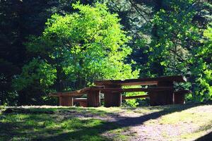 banco hecho de madera en el bosque foto