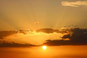 Birds flying in the sky and the sun in the background. freedom symbol. photo