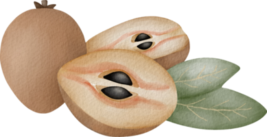 sapodilla frukt vattenfärg png