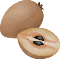 sapodilla frukt vattenfärg png