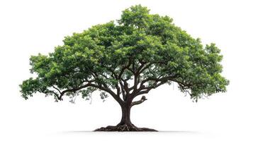 AI generated big tree isolate on white background photo