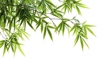 AI generated bamboo tree branch isolated on white background photo