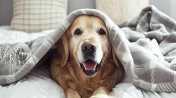 AI generated Happy smile golden retriever dog under gray plaid. Pet warms under a blanket in cold winter weather. Pets friendly and care concept. golden retriever dog on bed photo