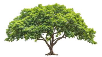 AI generated Samanea saman Tree isolated on white background.Rain Tree isolated on white background.Monkey Pod,East Indian Walnut Tree isolated on white background. photo