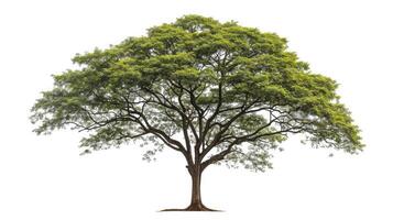 AI generated big tree isolate on white background photo