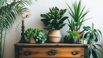 ai generado exótico plantas de interior con hermosa hojas en cofre de cajones a hogar foto