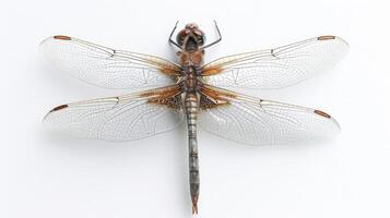 AI generated dragonfly on isolated white background. photo