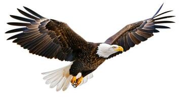 AI generated eagle on isolated white background. photo