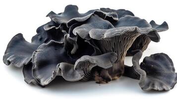 AI generated Black fungus on isolated white background. photo