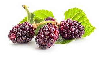 AI generated mulberry on isolated white background photo