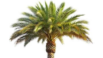 AI generated date palm on isolated white background. photo