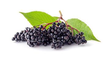 AI generated elderberry on isolated white background. photo