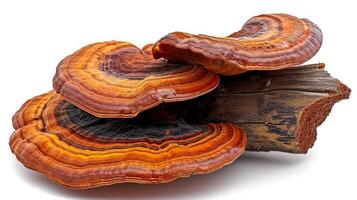 AI generated Ganoderma on isolated white background. photo