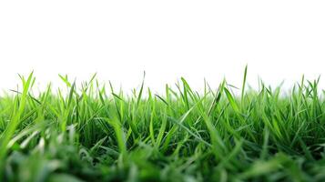 AI generated green grass field isolated on white background photo