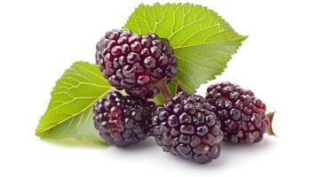 AI generated mulberry on isolated white background photo