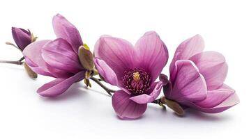 AI generated Purple magnolia flower, Magnolia felix isolated on white background photo