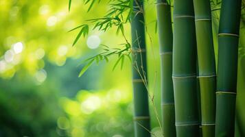 AI generated Fresh Bamboo Trees In Forest With Blurred Background photo