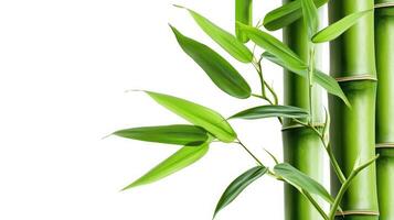 AI generated Green bamboo with leaves isolated on white background photo