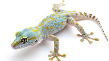 AI generated gecko on isolated white background. photo