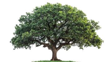 AI generated big tree isolate on white background photo