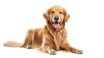 AI generated Happy sitting and panting Golden retriever dog looking at camera, Isolated on white photo