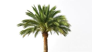 AI generated date palm on isolated white background. photo