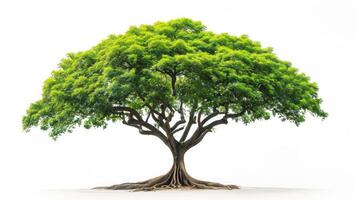 AI generated Samanea saman Tree isolated on white background.Rain Tree isolated on white background.Monkey Pod,East Indian Walnut Tree isolated on white background. photo