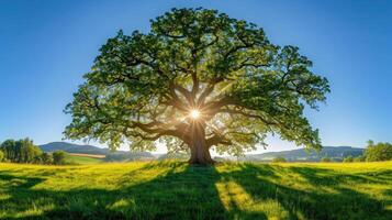 AI generated The sun shining through a majestic green oak tree on a meadow, with clear blue sky in the background, panorama format photo