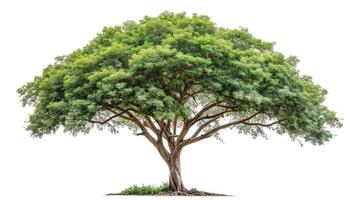 AI generated Samanea saman Tree isolated on white background.Rain Tree isolated on white background.Monkey Pod,East Indian Walnut Tree isolated on white background. photo