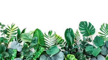 AI generated Green leaves of tropical plants bush floral arrangement indoors garden nature backdrop isolated on white background photo