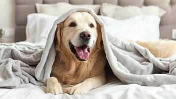 AI generated Happy smile golden retriever dog under gray plaid. Pet warms under a blanket in cold winter weather. Pets friendly and care concept. golden retriever dog on bed photo
