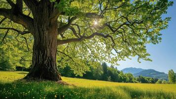 ai generado grande árbol con Fresco verde hojas y verde primavera prado foto