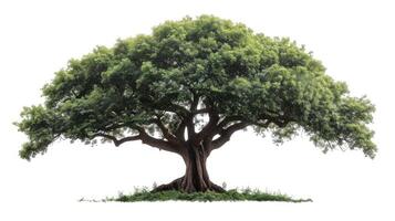 AI generated big tree isolate on white background photo