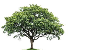 ai generado grande árbol aislar en blanco antecedentes foto