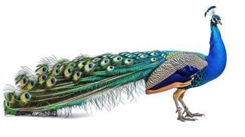 AI generated peacock on isolated white background. photo