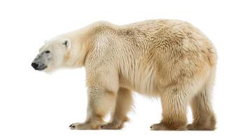 AI generated polar bear on isolated white background. photo